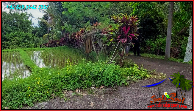 Magnificent PROPERTY 9,000 m2 LAND FOR SALE IN TABANAN TJTB558