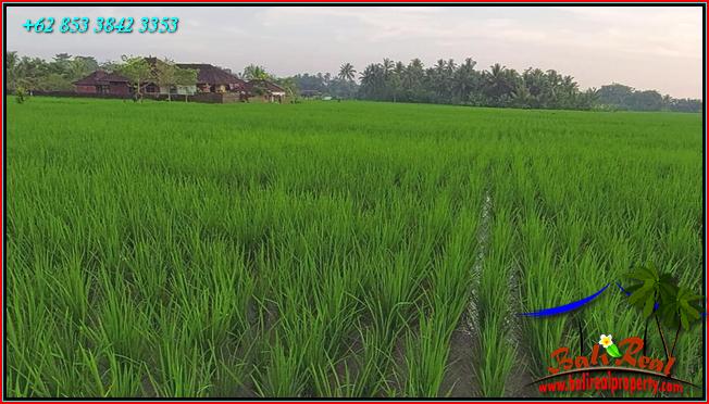 Beautiful LAND FOR SALE IN Penebel Tabanan TJTB561